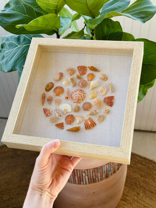 9x9 Orange “Round” Florida Seashell Shadow Box