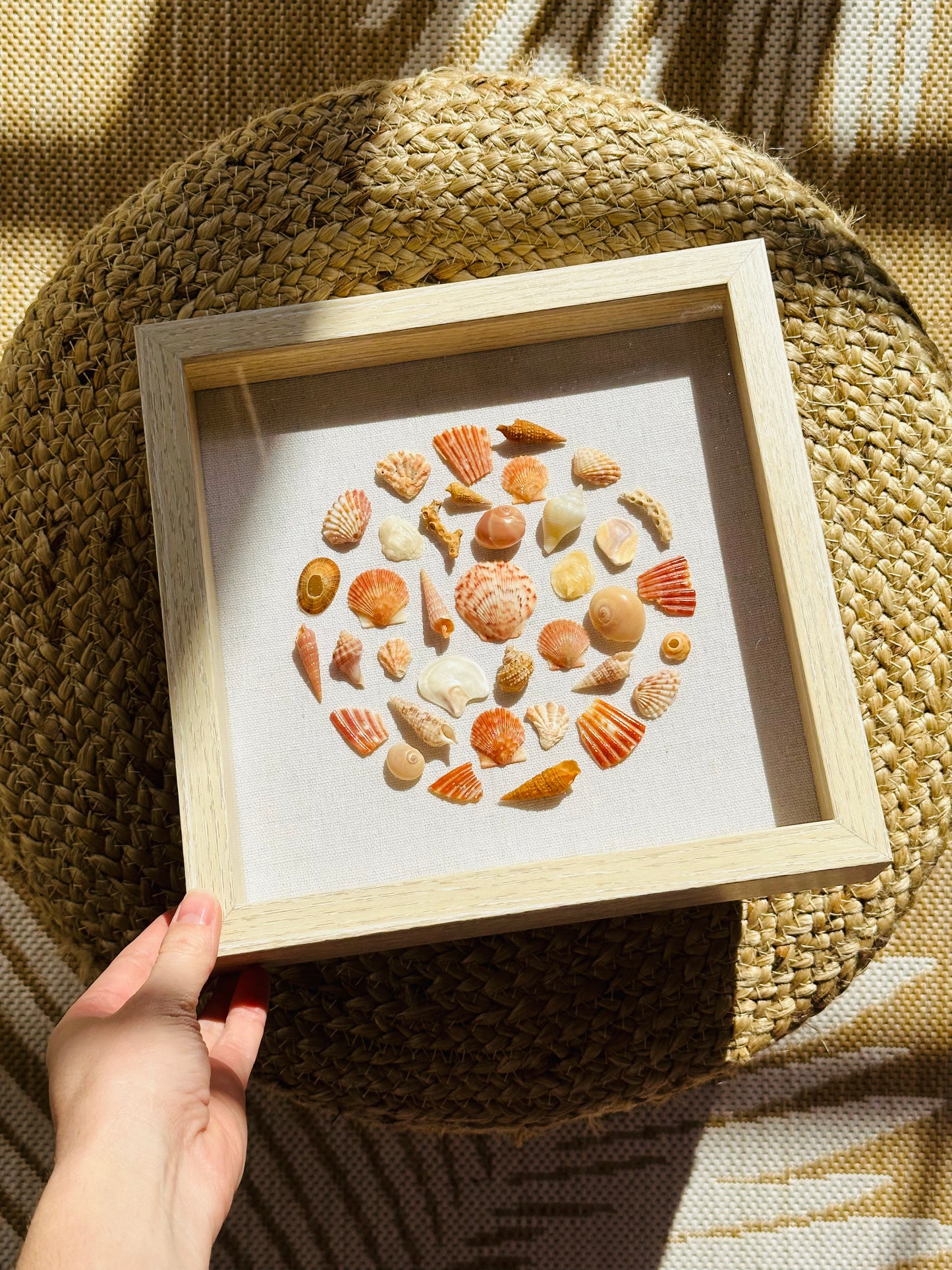 9x9 Orange “Round” Florida Seashell Shadow Box