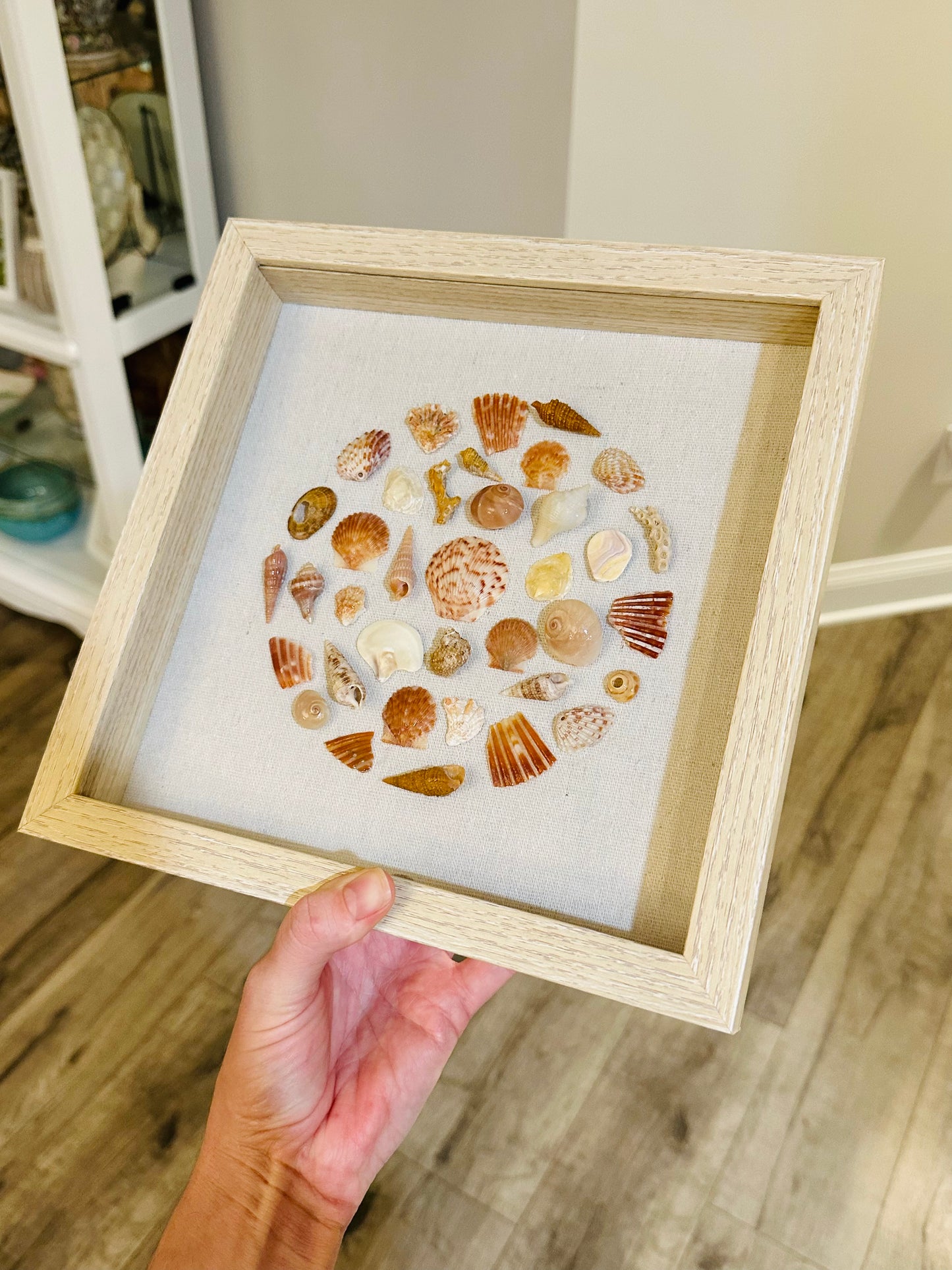 9x9 Orange “Round” Florida Seashell Shadow Box